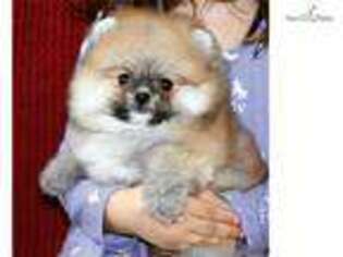 Pomeranian Puppy for sale in Lawrence, KS, USA