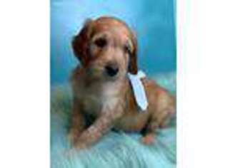 Goldendoodle Puppy for sale in Sawyer, OK, USA