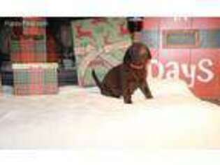 Labrador Retriever Puppy for sale in Abilene, TX, USA
