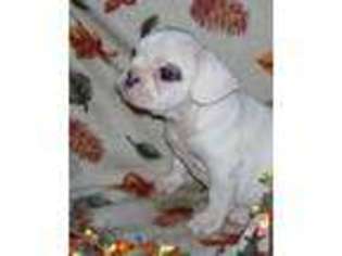French Bulldog Puppy for sale in SALEM, MO, USA