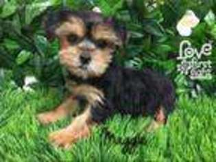Shorkie Tzu Puppy for sale in Hattiesburg, MS, USA