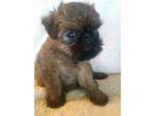 Brussels Griffon Puppy for sale in Mansfield, MO, USA