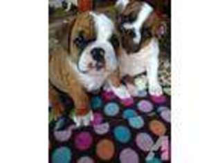 Bulldog Puppy for sale in FISHERS, IN, USA