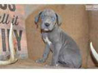 Great Dane Puppy for sale in Cleveland, OH, USA
