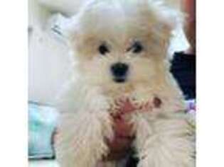 Maltese Puppy for sale in Junction City, KS, USA