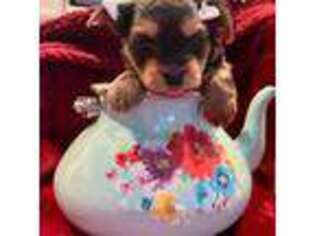 Yorkshire Terrier Puppy for sale in Myrtle Beach, SC, USA