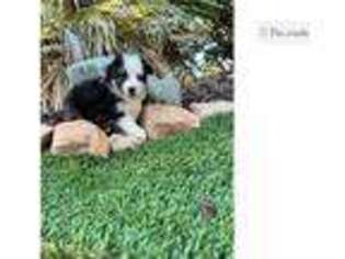 Miniature Australian Shepherd Puppy for sale in Madera, CA, USA
