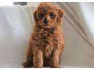 Mutt Puppy for sale in Riceville, IA, USA