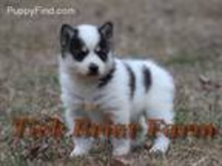 American Eskimo Dog Puppy for sale in Laurens, SC, USA