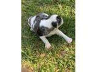 Alapaha Blue Blood Bulldog Puppy for sale in Shannon, MS, USA