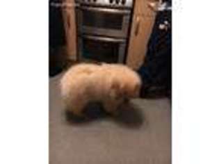 Chow Chow Puppy for sale in Anchorage, AK, USA