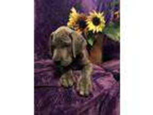 Great Dane Puppy for sale in Corning, NY, USA