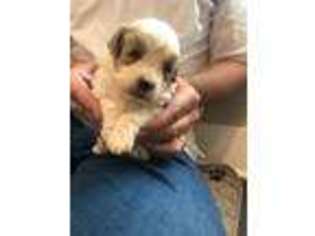 Cavapoo Puppy for sale in Cartersville, GA, USA