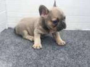 French Bulldog Puppy for sale in Uniondale, NY, USA