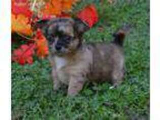 Chihuahua Puppy for sale in Grovespring, MO, USA