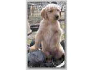 Goldendoodle Puppy for sale in Hedrick, IA, USA