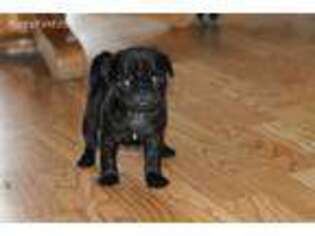 Pug Puppy for sale in Winona, MN, USA