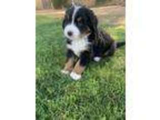 Bernese Mountain Dog Puppy for sale in Phoenix, AZ, USA