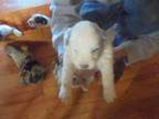 Australian Shepherd Puppy for sale in Red Oak, VA, USA
