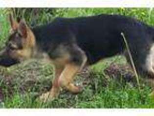 German Shepherd Dog Puppy for sale in Noblesville, IN, USA