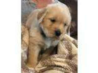Golden Retriever Puppy for sale in Coshocton, OH, USA