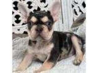 French Bulldog Puppy for sale in Dallas, TX, USA