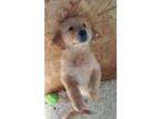 Golden Retriever Puppy for sale in Venango, PA, USA