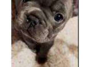 French Bulldog Puppy for sale in Deer Park, TX, USA