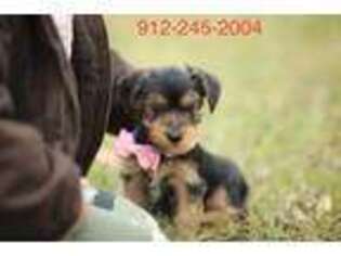 Yorkshire Terrier Puppy for sale in Vidalia, GA, USA