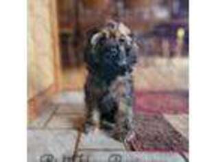 Cocker Spaniel Puppy for sale in Scio, OH, USA