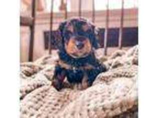 Mutt Puppy for sale in Reidsville, NC, USA