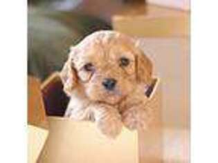 Cavapoo Puppy for sale in Lewisburg, PA, USA