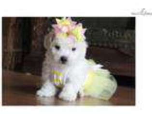 Bichon Frise Puppy for sale in Little Rock, AR, USA