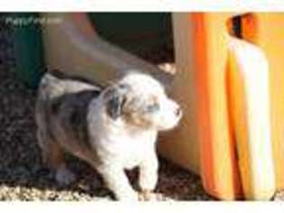 Miniature Australian Shepherd Puppy for sale in Camdenton, MO, USA
