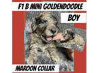Goldendoodle Puppy for sale in Groveton, TX, USA