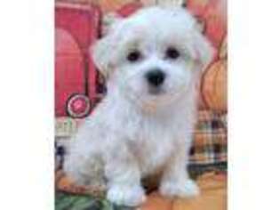 Maltese Puppy for sale in Nashville, NC, USA