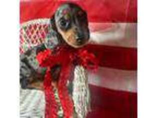 Dachshund Puppy for sale in Richmond, MO, USA