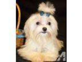 Maltese Puppy for sale in PANAMA CITY, FL, USA