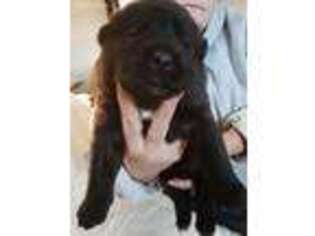 Akita Puppy for sale in Shickshinny, PA, USA