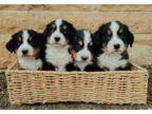 Bernese Mountain Dog Puppy for sale in Lester Prairie, MN, USA