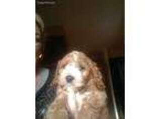 Cavapoo Puppy for sale in Fox River Grove, IL, USA