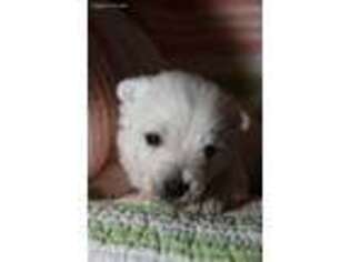 West Highland White Terrier Puppy for sale in Gadsden, AL, USA