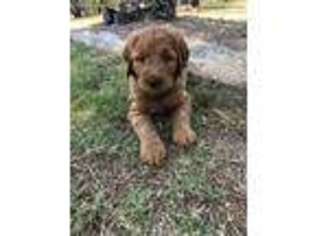 Goldendoodle Puppy for sale in Kerrville, TX, USA