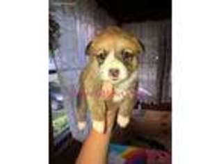 Pembroke Welsh Corgi Puppy for sale in Des Moines, IA, USA