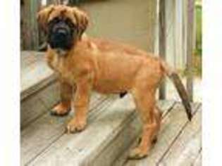 Mutt Puppy for sale in NORTH GROSVENORDALE, CT, USA