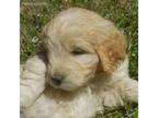 Goldendoodle Puppy for sale in Lenoir, NC, USA