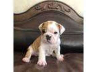 Bulldog Puppy for sale in Louisa, KY, USA