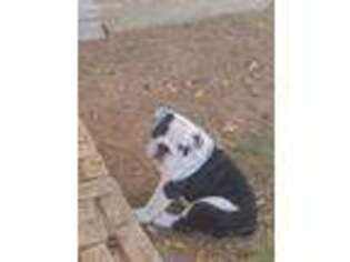 Bulldog Puppy for sale in Merkel, TX, USA