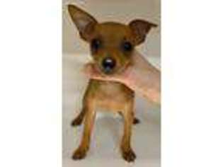 Miniature Pinscher Puppy for sale in Longs, SC, USA