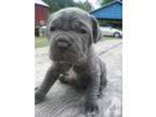 Neapolitan Mastiff Puppy for sale in PETERSBURG, PA, USA